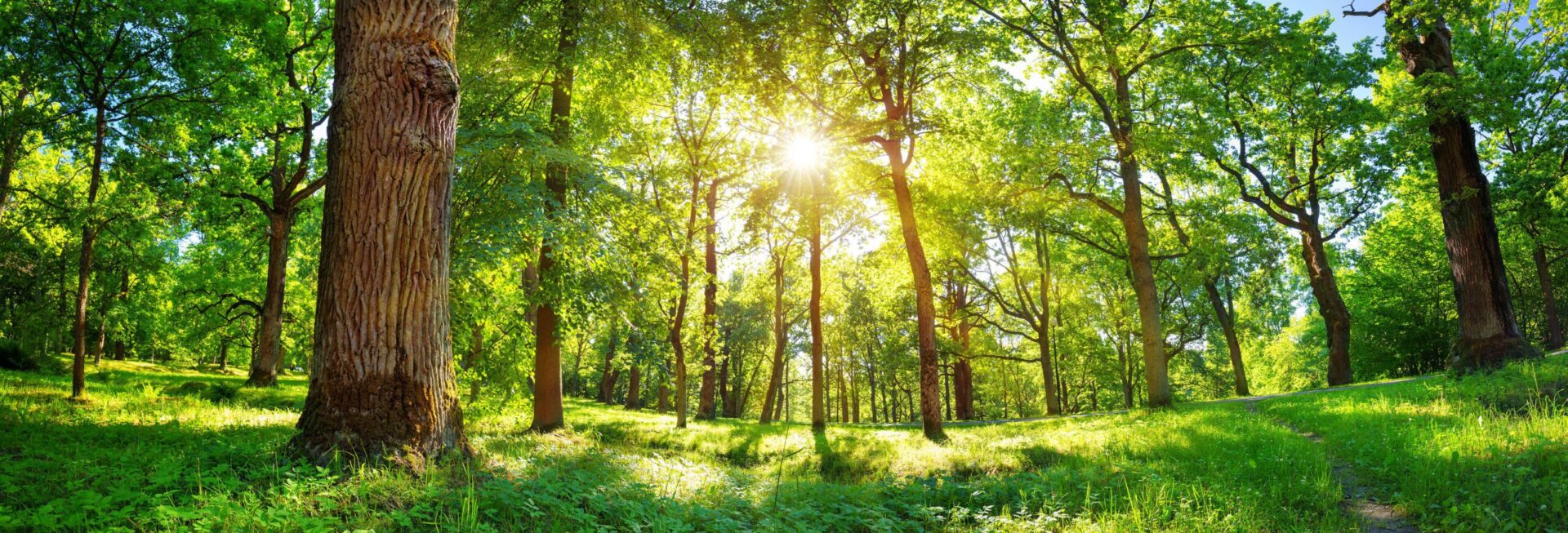 environment